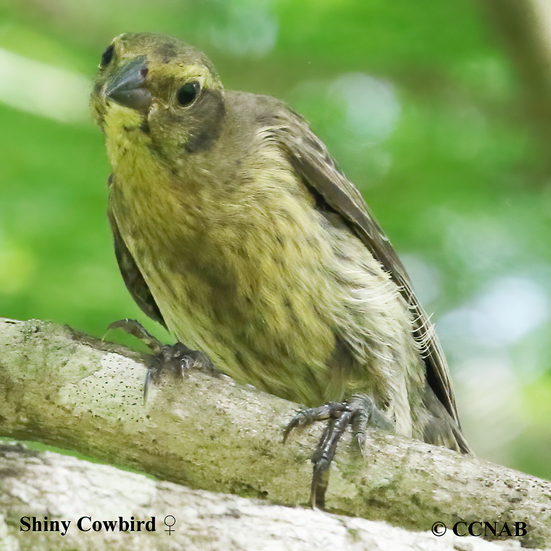 Birds of North America
