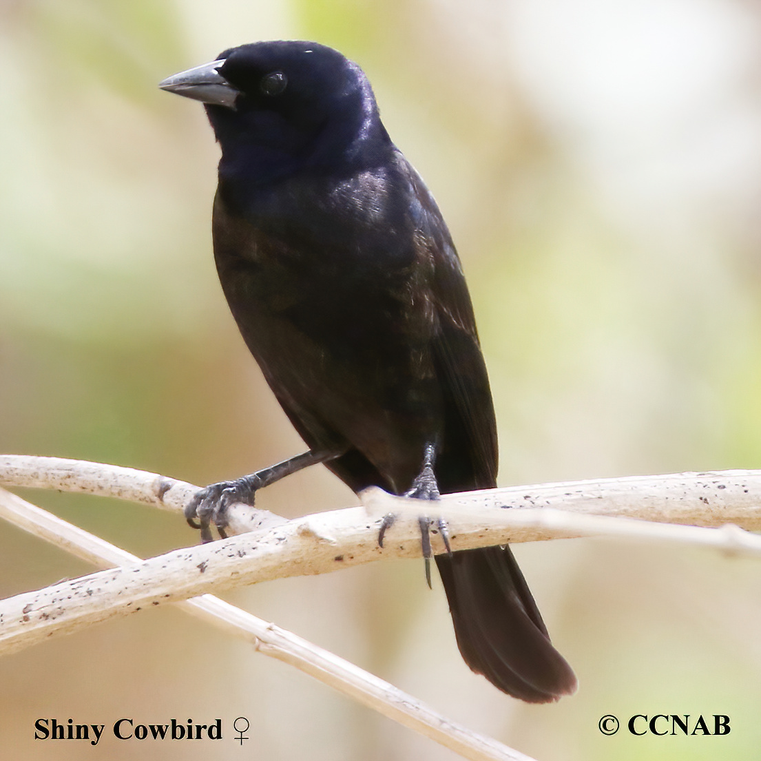 Birds of North America