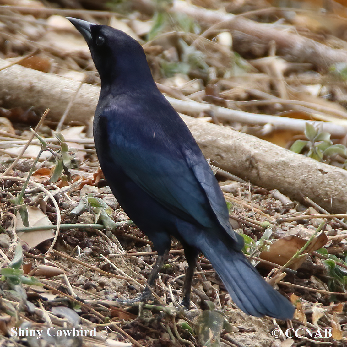 Birds of North America