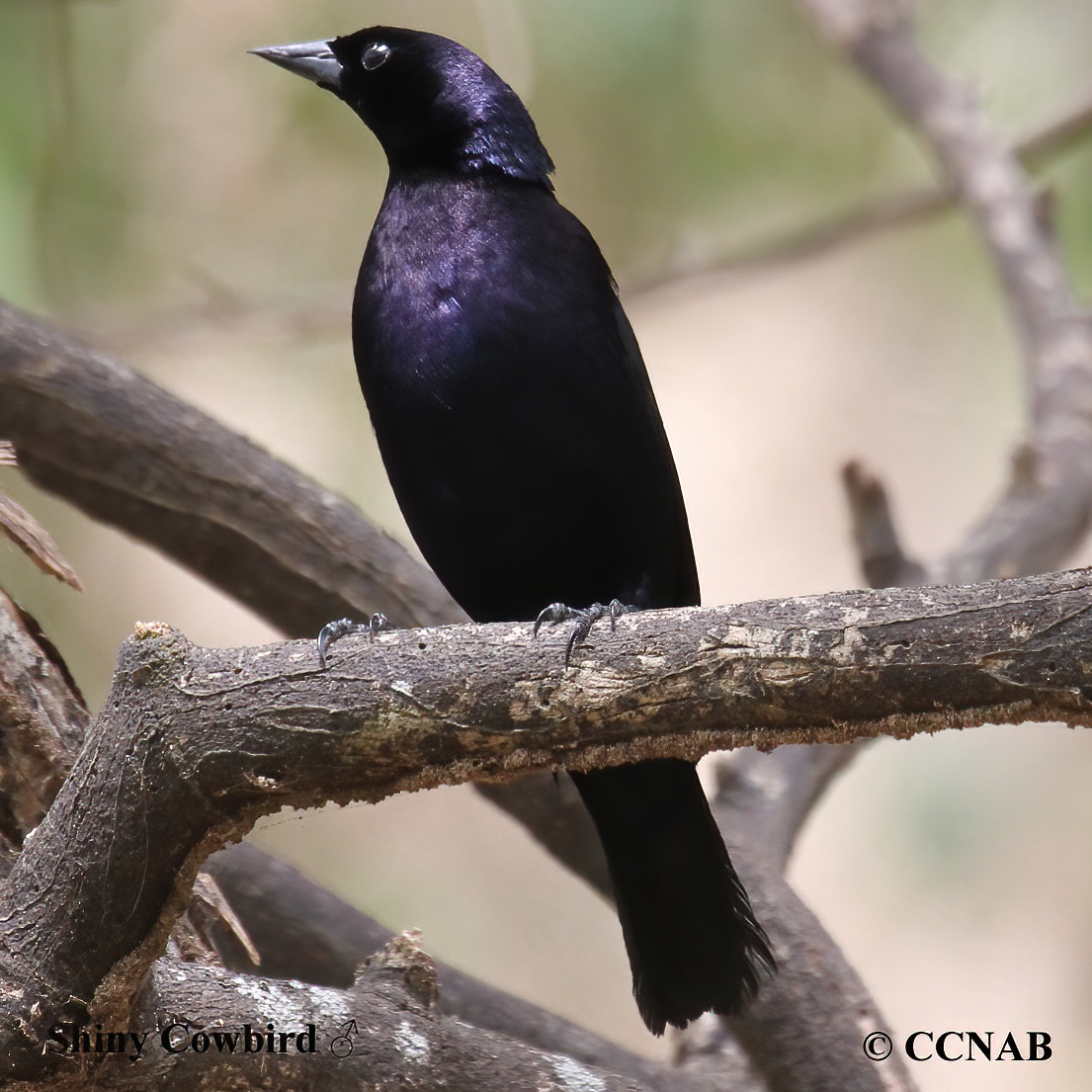 Birds of North America