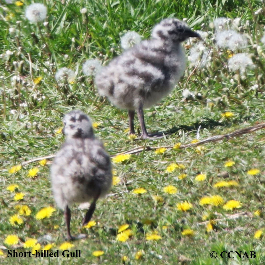 Birds of North America
