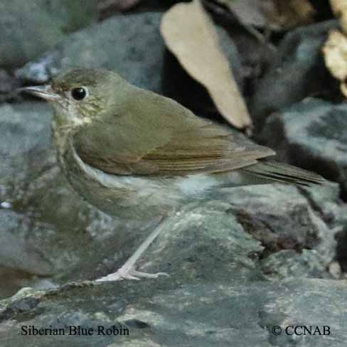 Birds of North America