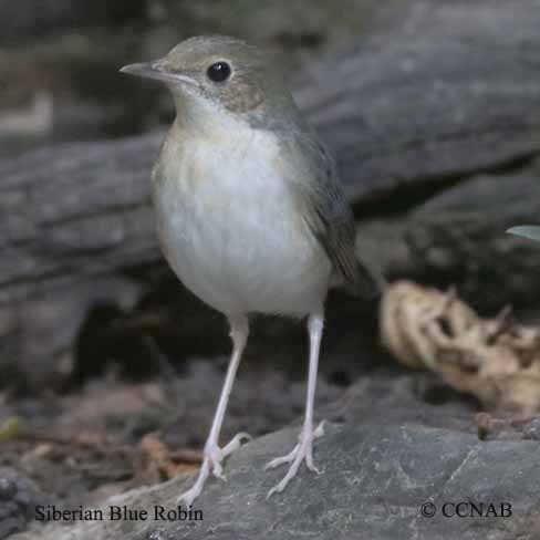Birds of North America