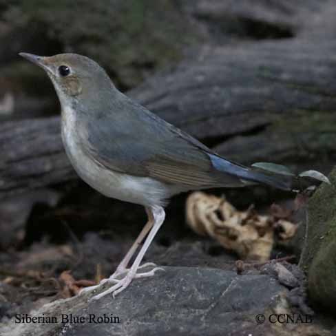Birds of North America