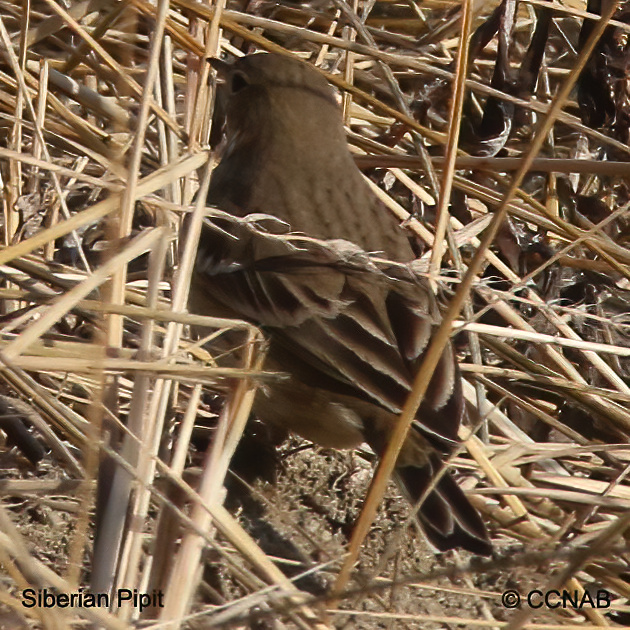 Birds of North America