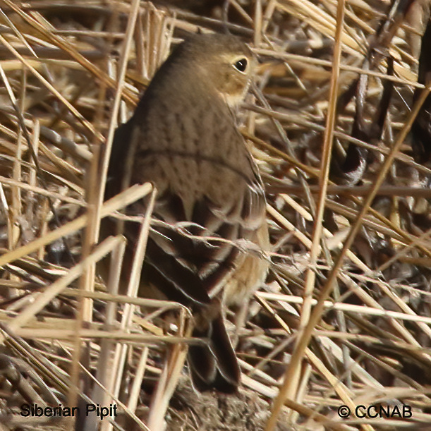 Birds of North America