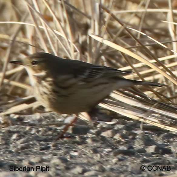 Birds of North America