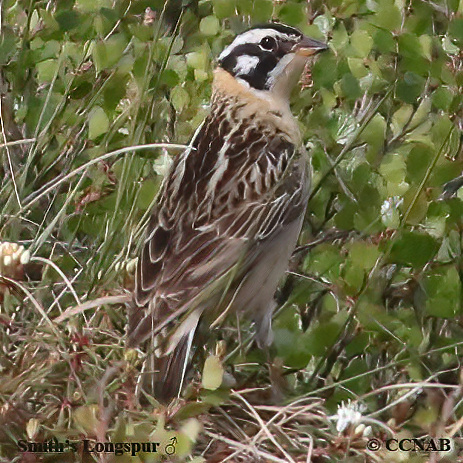 Birds of North America