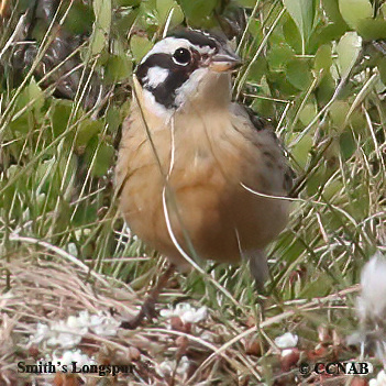 Birds of North America