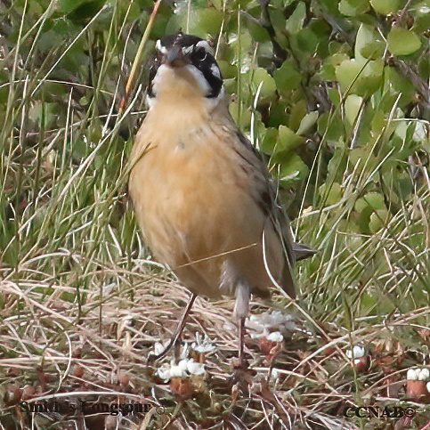 Birds of North America