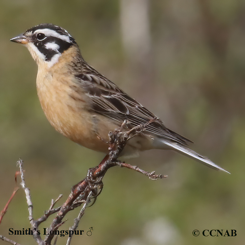 Birds of North America