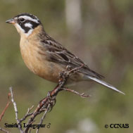 Smith's Longspur