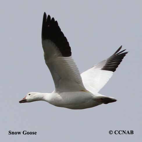 Birds of North America