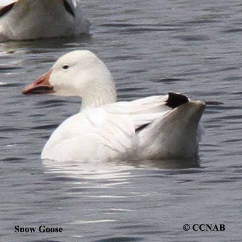Birds of North America