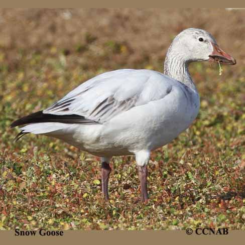 Birds of North America