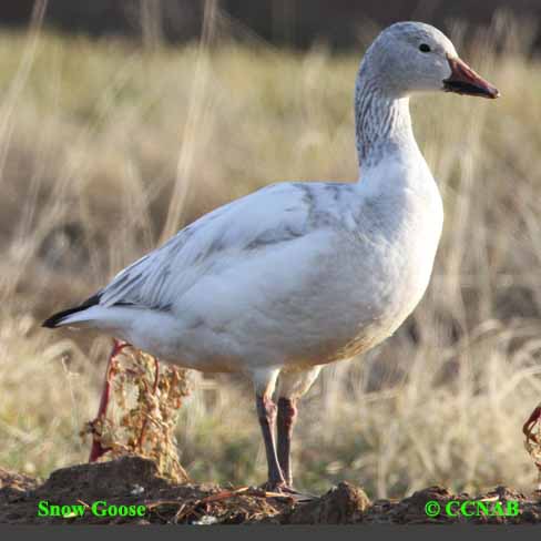 North American Geese
