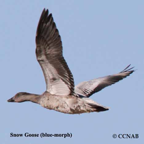Birds of North America