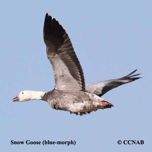 Birds of North America