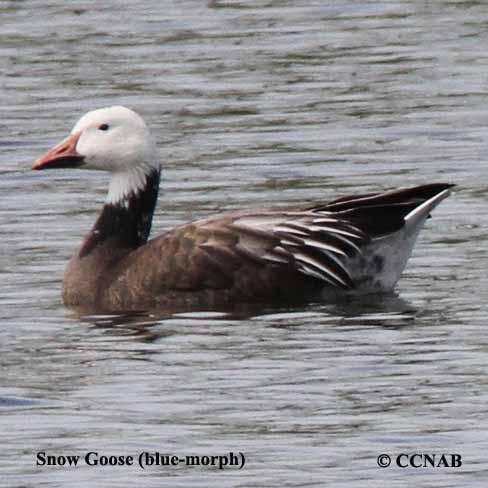 Birds of North America