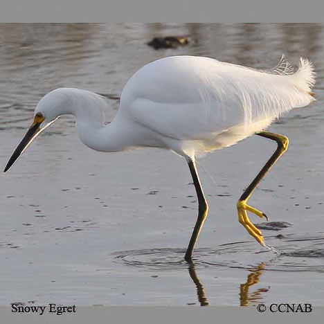Birds of North America