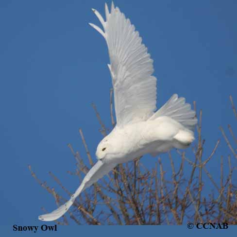 Birds of North America