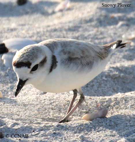 Birds of North America