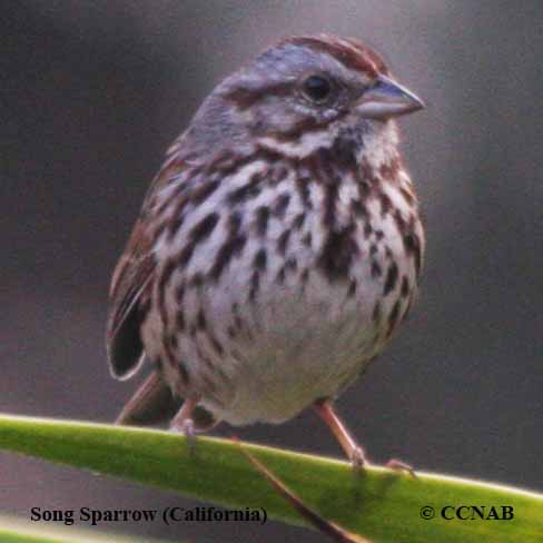 Birds of North America