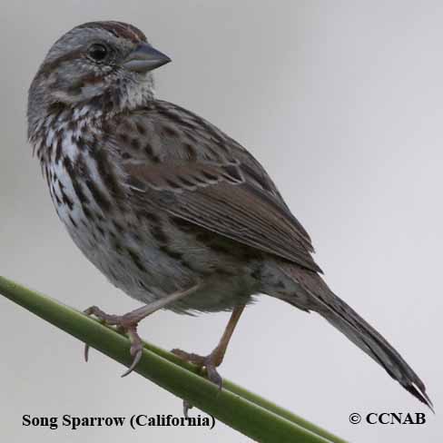 Birds of North America
