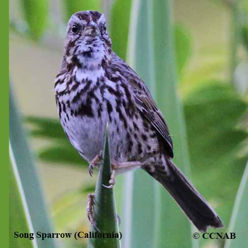 Birds of North America