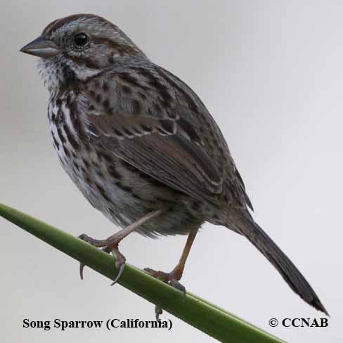 Social Flycatcher