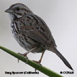 Song Sparrow (California) songs and calls