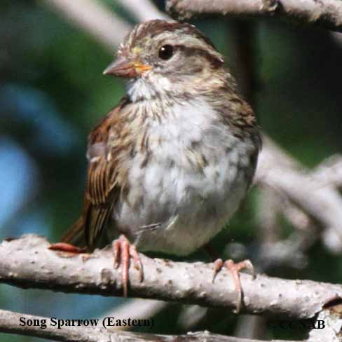 Birds og North America