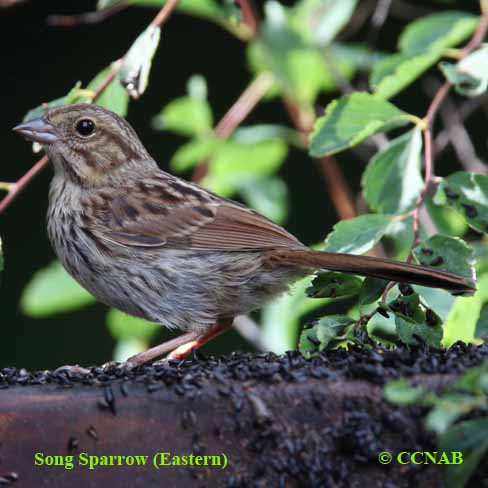 Birds og North America