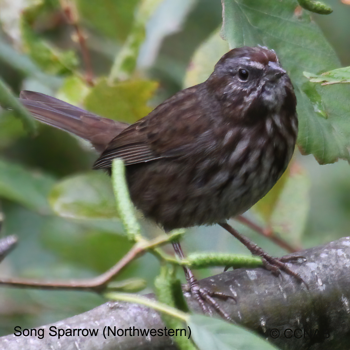 Birds of North America 
