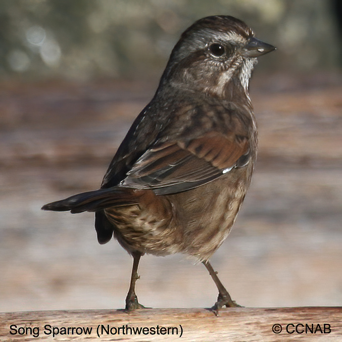 Birds of North America 