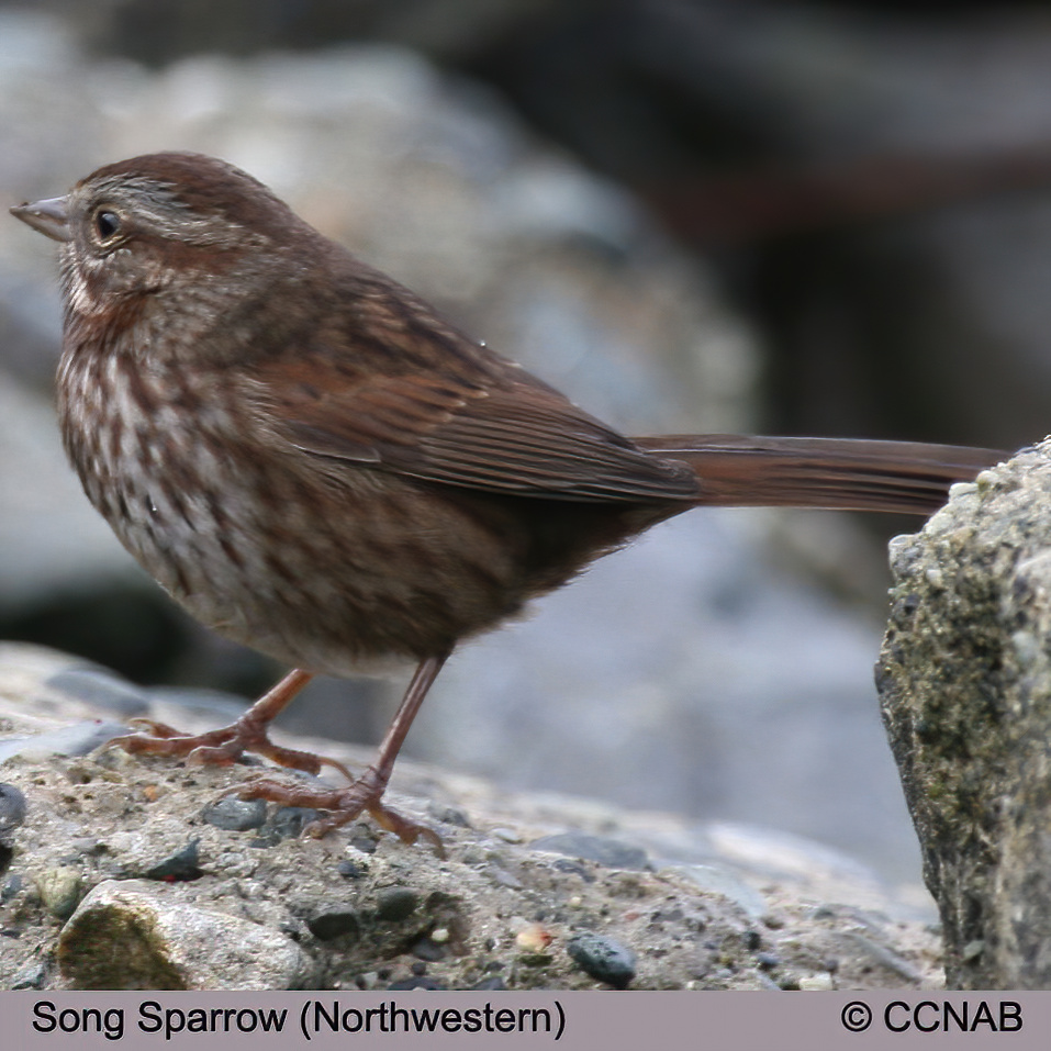 Birds of North America
