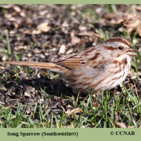 Birds of North America