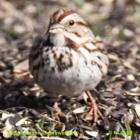 North American Sparrows