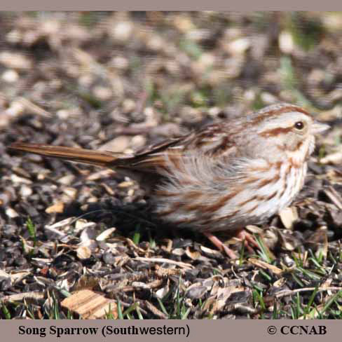 North American Sparrows