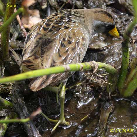 Birds of North America