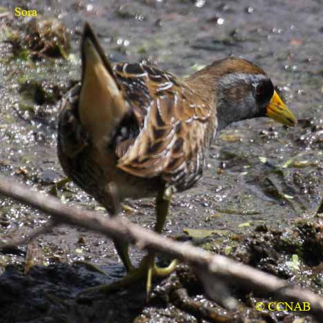 Birds of North America