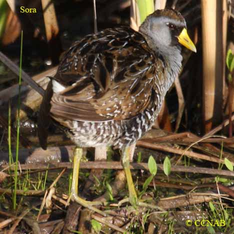 Birds of North America