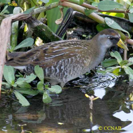 Birds of North America