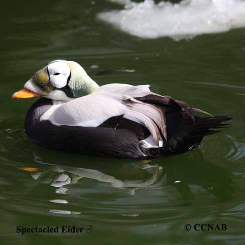 Birds of North America