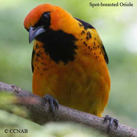 Birds of North America