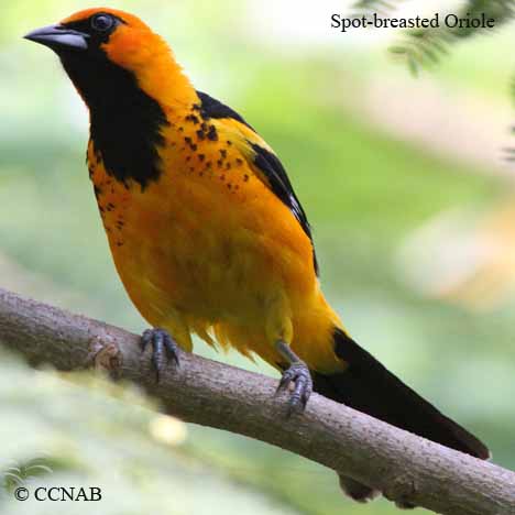 Birds of North America