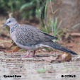 Spotted Dove songs and calls