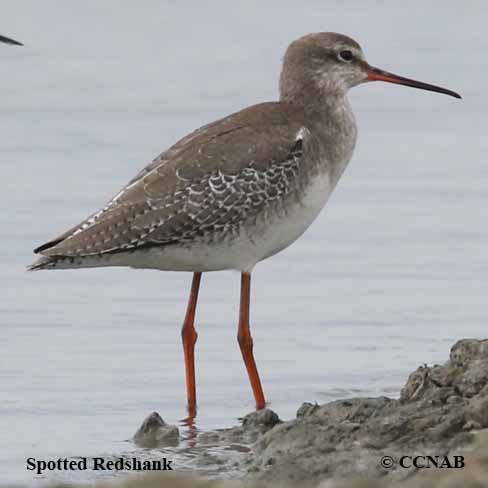 Birds of North America