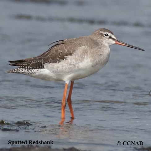 Birds of North America