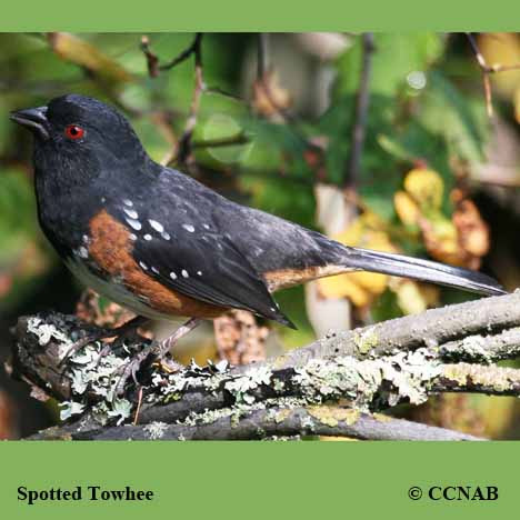 Birds of North America